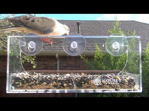 Confused Mourning Dove | Nature's Envoy