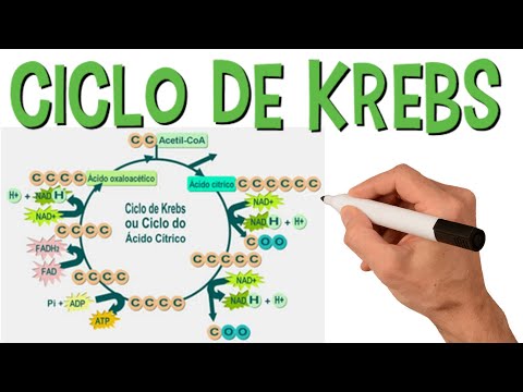 Krebs Cycle Simplified | Cellular Respiration | Animated Summary