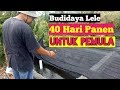 Tips Sukses Kampung Galia Budidaya Ikan Lele