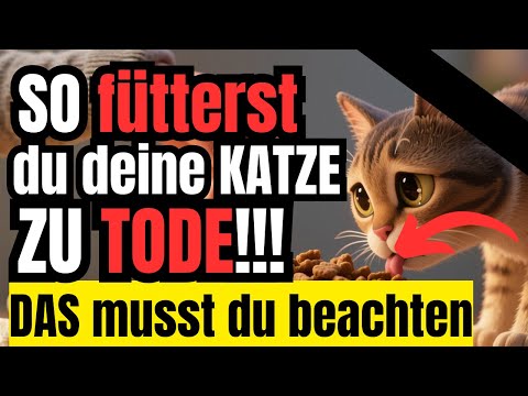 Die schockierende Wahrheit über Katzenfutter – fast jeder macht diesen Fehler (vermeide ihn!)