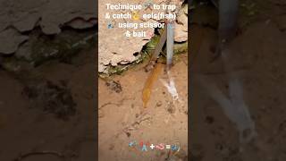 Download lagu Technique⚒️to trap🪤& catch🪝eels(fish)🎣using scissor✂️ & earthworm 🪱as bait|Easy eel fishing🔥🔥#shorts mp3 Download lagu Technique⚒️to trap🪤& catch🪝eels(fish)🎣using scissor✂️ & earthworm 🪱as bait|Easy eel fishing🔥🔥#shorts mp3