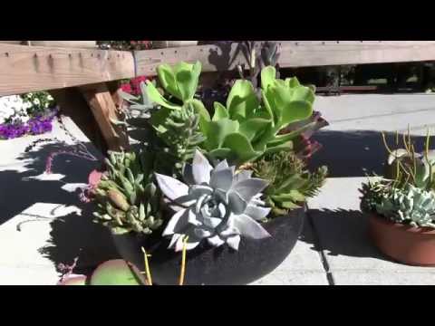 優しい多肉植物。パート7 - 多肉植物の鉢とプランター (Tender Succulents: Part 7 - Mixed Succulent Bowls & Planters)