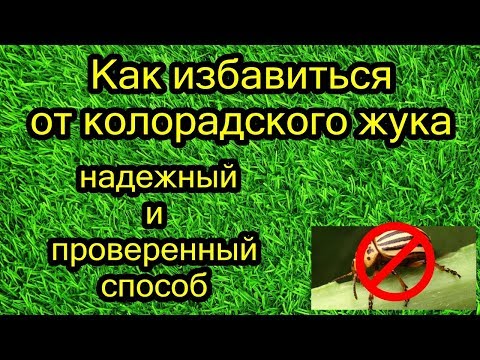 Как избавиться от колорадского жука. Надежный и проверенный способ.