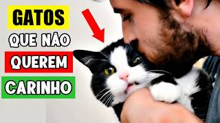 Se o seu gato não gosta de carinho você precisa saber DISSO! 😼