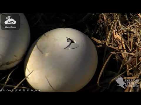 12 24 18 NEFL Movement Seen Through The PIP