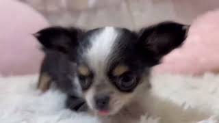 チワワ（ロング）の動画01