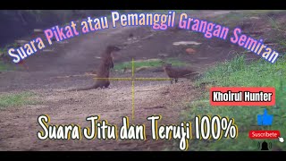Download lagu 🔴Suara Pikat Garangan Semiran Durasi Panjang - 100% Ampuh Karena Sudah Saya Buktikan🔴 mp3