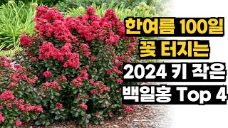 한여름 100일 꽃피는 미니백일홍 Top 4