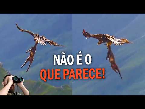 EAGLE carrying GOAT? What's behind this video! (EXPLAINED)