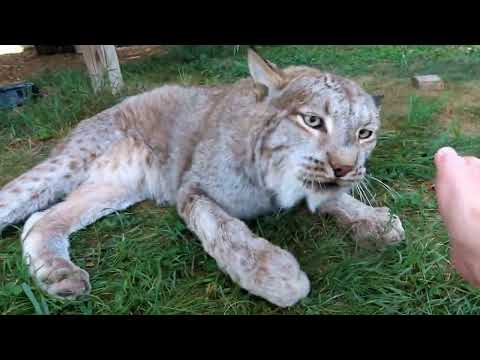 Max Canada Lynx August Adventures