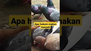 Download lagu What is the ruling on eating pigeons? mp3