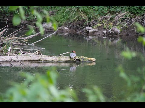 Naturparadies an der Mindelmündung - Ein Wandererlebnis der besonderen Art