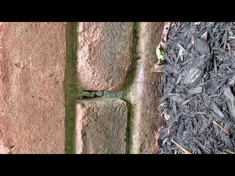 Mulch Attracting Ants in Holmdel, NJ