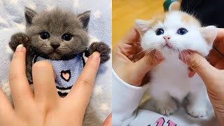 Baby Cats - Cute and Funny Cat Videos Compilation 