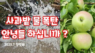 장맛비 사과밭 무슨일이? 물폭탄 사과 갈반 탄저 걱정