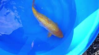 video van Golden Corn 2311501