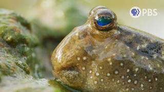 This Fish Walks on Land and Leaps for Love | Deep Look