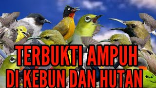 Download lagu TERBUKTI AMPUH SUARA PIKAT SEMUA JENIS BURUNG DI H... mp3