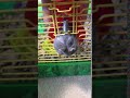 Dwarf hamster escapes from wire cage