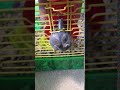 Dwarf Hamster Escapes From Wire Cage