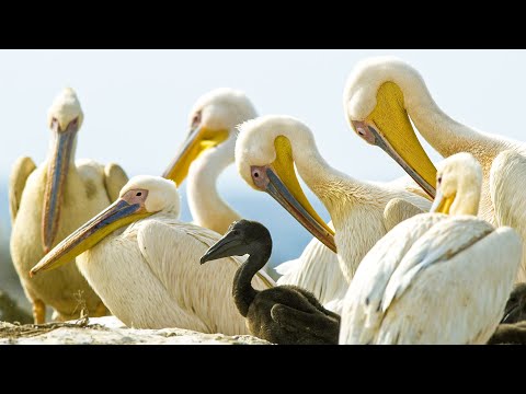 Pelicans Feast On Cape Gannet Chicks | Life | BBC Earth