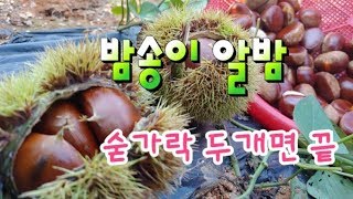 알밤이 익어가는 시기, 밤송이 숟가락 두개로 쉽게 까는법 밤껍질 쉽게 까는법  밤보관법