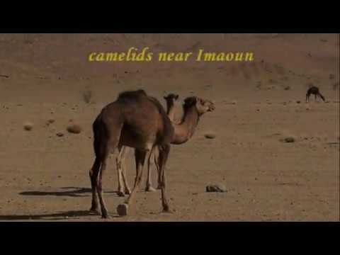 The Rock Art of Imaoun South - Morocco