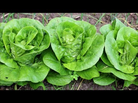 download lagu mp3 mp4 Baby Gem Lettuce, download lagu Baby Gem Lettuce gratis, unduh video klip Baby Gem Lettuce