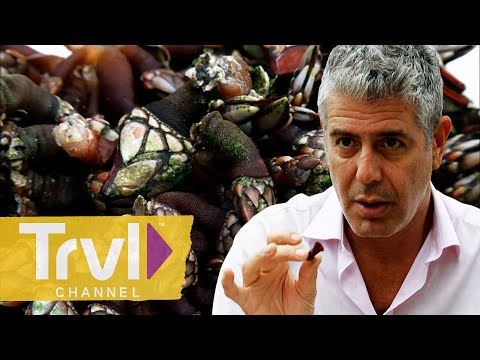 Rare Barnacles and Seafood Stews in Ecuador | Anthony Bourdain: No Reservations | Travel Channel