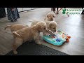 Goldendoodle dogs for sale: Haylee - Video 1