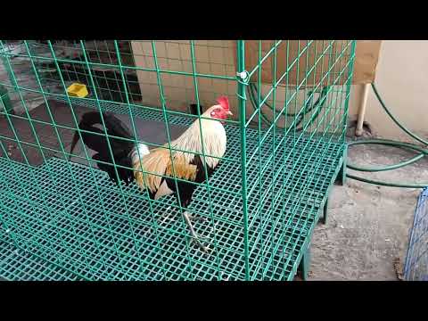 Bebot Uy Pure Melsims grey Broodcock, @roundhead