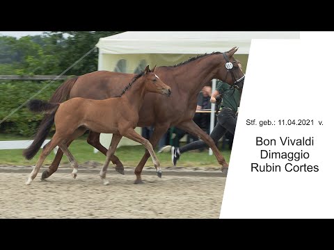 Stf v Bon Vivaldi x Dimaggio x Rubin Cortes 2021b