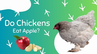 Is It Safe For Chickens To Eat Apples Do Chicken eat apple