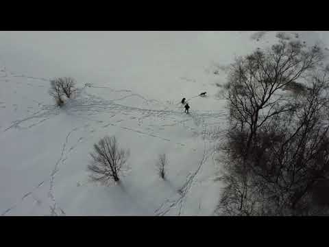 A Boy (old fella) and his Dogs