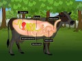 Digestion In Grass Eating Animals Macmillan Education India