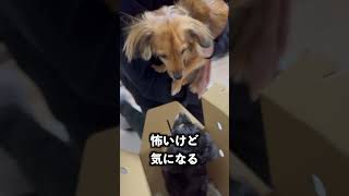 先代犬に2匹目をサプライズしたら涙出た
