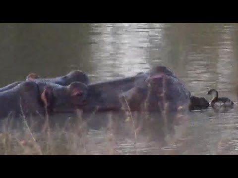 Djuma: Little Grebe juvenile joins the Hippo - 17:44 - 08/11/20