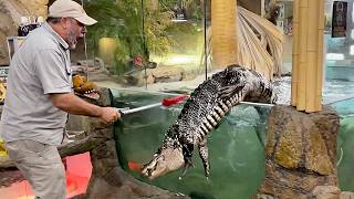 This Gator Was NOT Supposed to Get Out… 😬