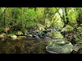 Mt Pirongia forest stream | 10 hrs of relaxing sound for Sleep, Study or Relaxation
