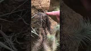Air Plant Roots