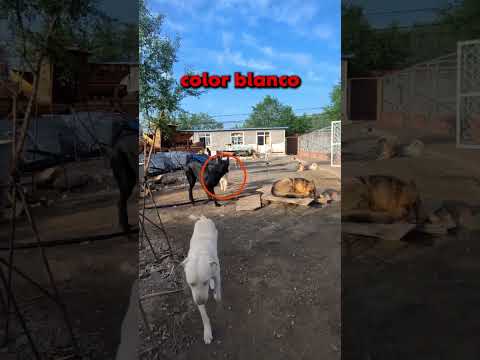 ESTE PERRO ES MAFIOSO!! 😨