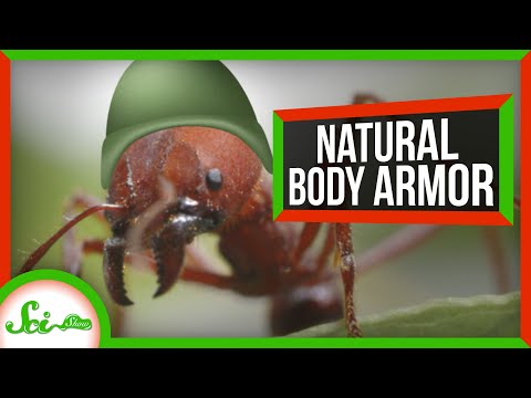 6 Types of Odd Body Armor