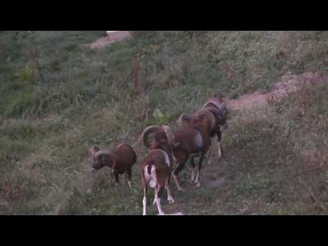 Jagd im Frühjahr und Sommer Part 1