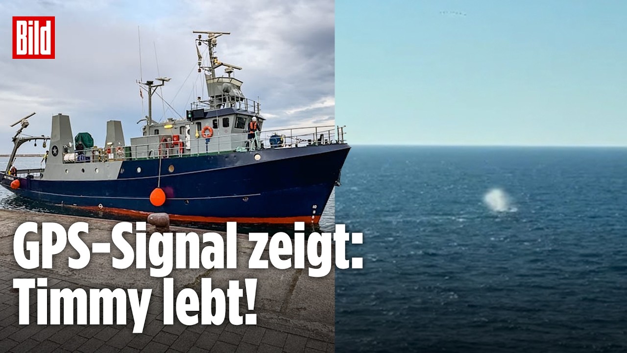 WAL TIMMY: GPS-Sender meldet! Tier ist am Leben – Retter-Crew hat Hoffnung auf Überleben