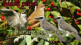 Download lagu Burung lain pasti berkumpul dengar Suara ini | cerucukan/merbah/cerocokan ribut induk dan anaknya mp3