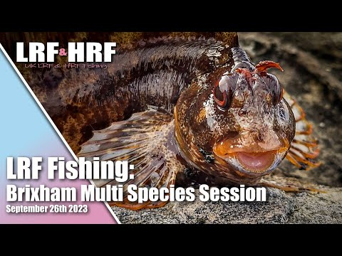 LRF Fishing: Multi Species Session at Brixham