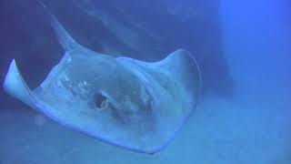 Los chuchos de Marina San Miguel | LOS CHUCHOS DEL SUBMARINO - Santa Cruz de Tenerife Marina San Miguel Spain foto 1