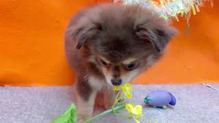 ハーフ犬の動画01