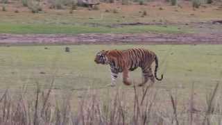 preview picture of video 'Waghdoh at Telia Lake, Tadoba Andhari Tiger Reserve'