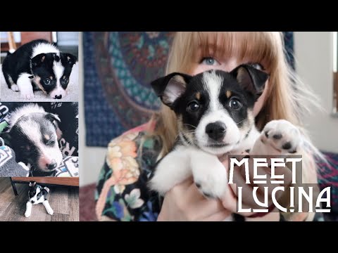WE GOT A NEW PUPPY // Meet Lucina ☽